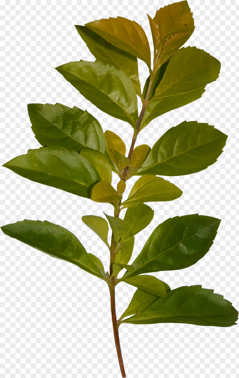 Green Leaf Flower Clip Art PNG