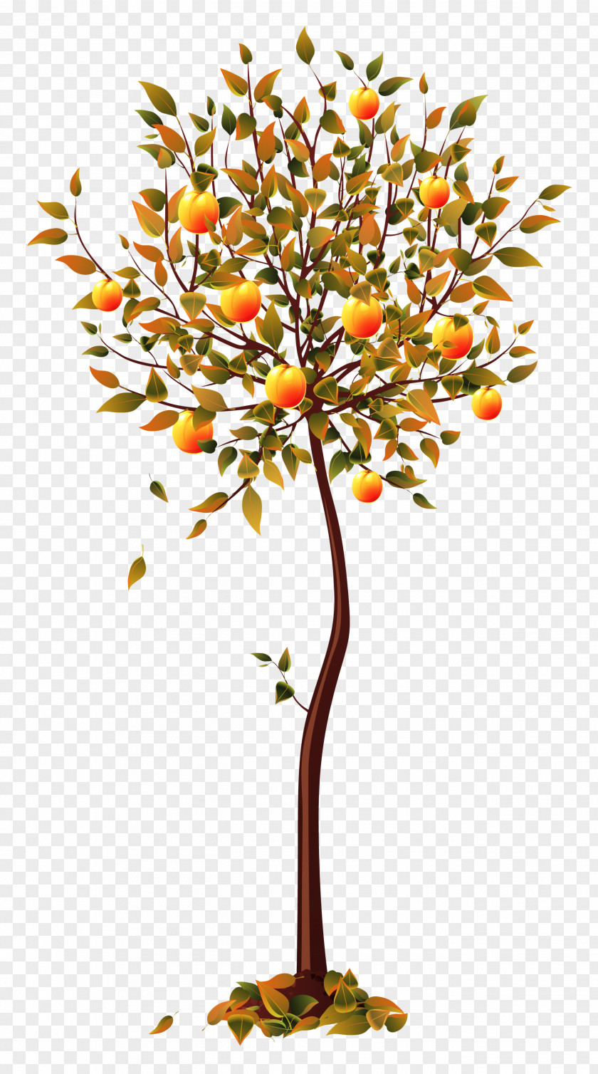 Fruit Tree PNG