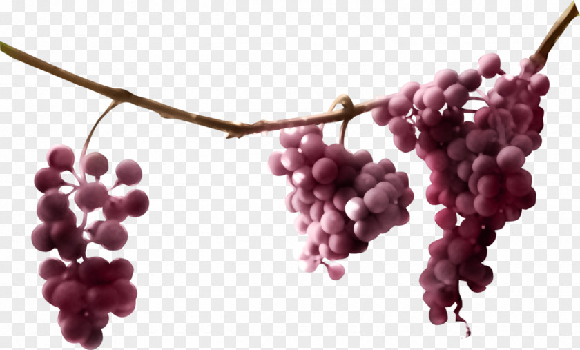 Grape Common Vine Must Juice Sultana PNG