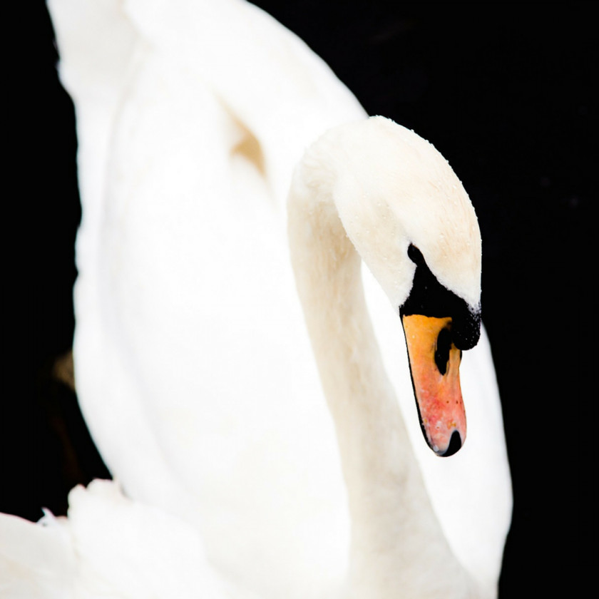 Swan / NY NOW Black Water Bird Photography PNG