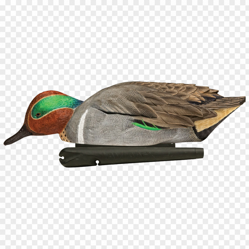 Duck Mallard Decoy Goose PNG