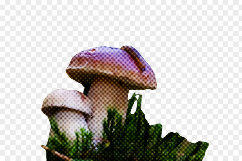 Russula Integra Agaricaceae Mushroom Edible Natural Landscape Agaricomycetes Fungus PNG