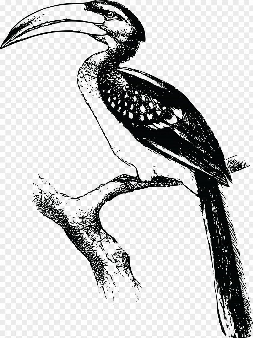 Toucan Bird Hornbill Drawing Animal Clip Art PNG