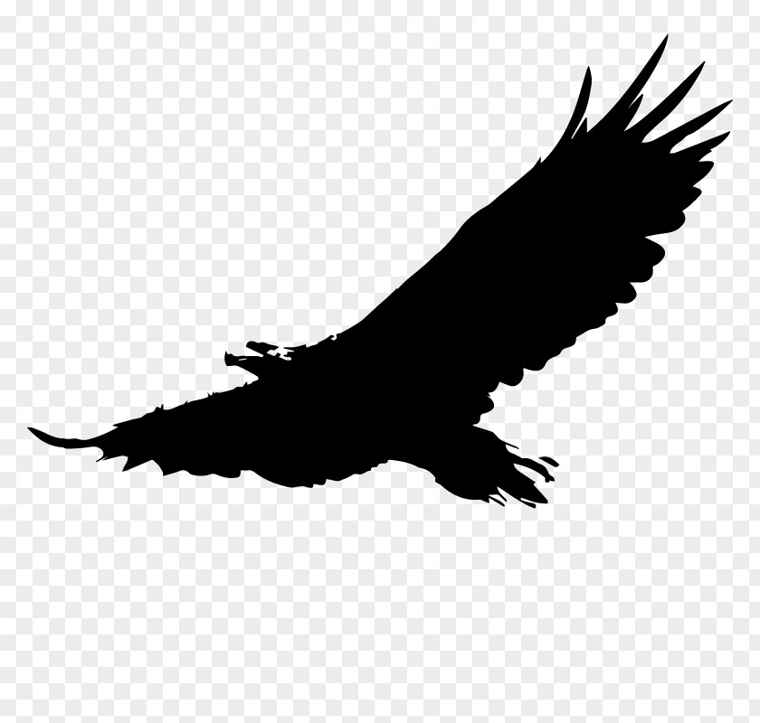 American Eagle Bald Download Clip Art PNG