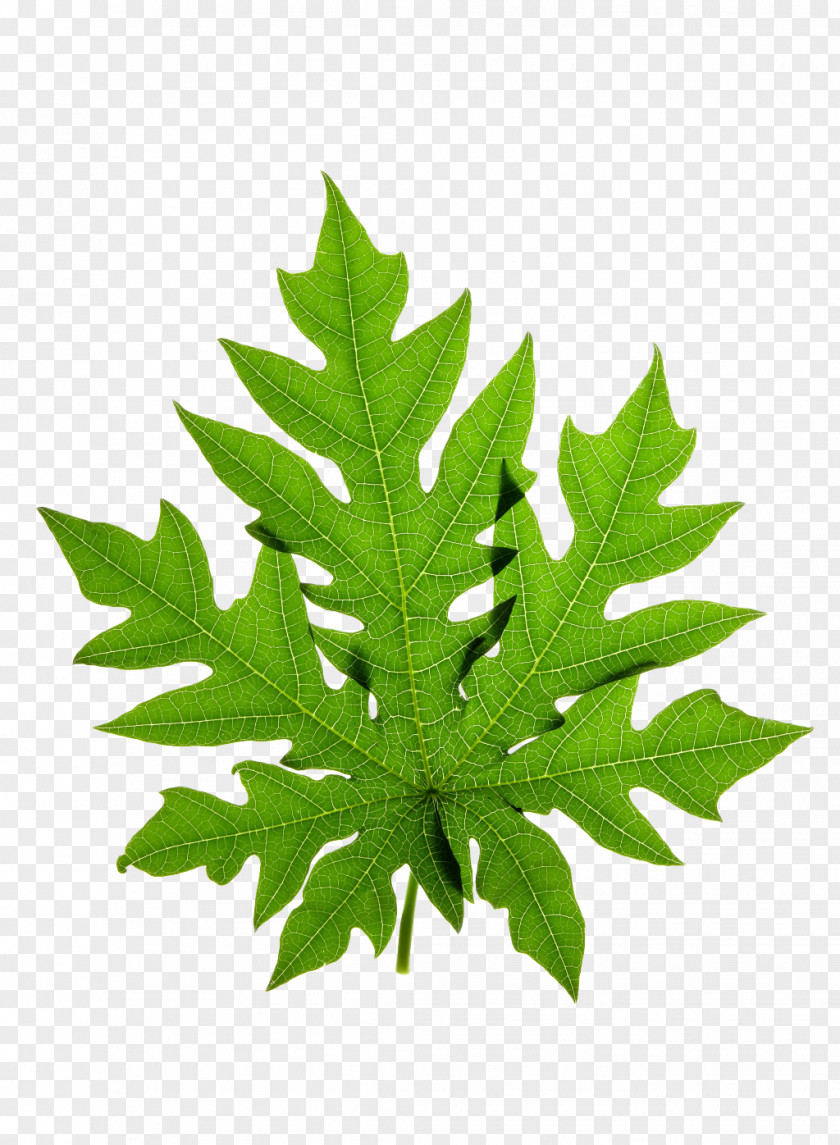 Green Leaves Papaya Leaf Stock Photography Clip Art PNG