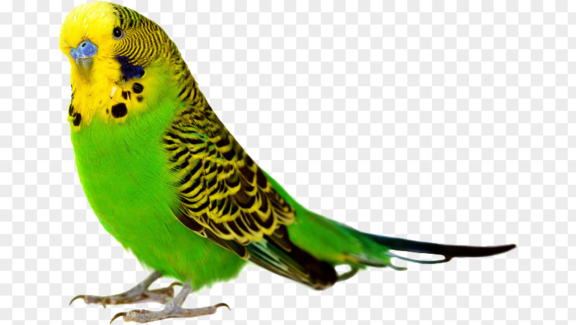 Parrot,Bako Parrot Bird Budgerigar Cockatiel Finch PNG
