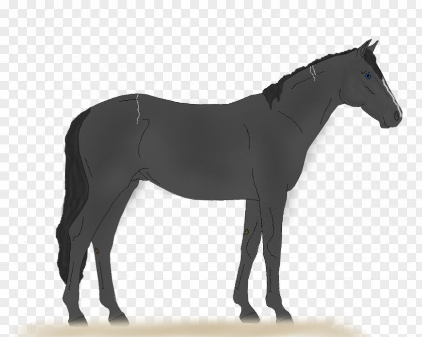 Thriller Horse Tack Livestock Breed PNG