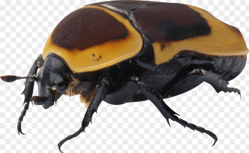 Beetle Clip Art PNG