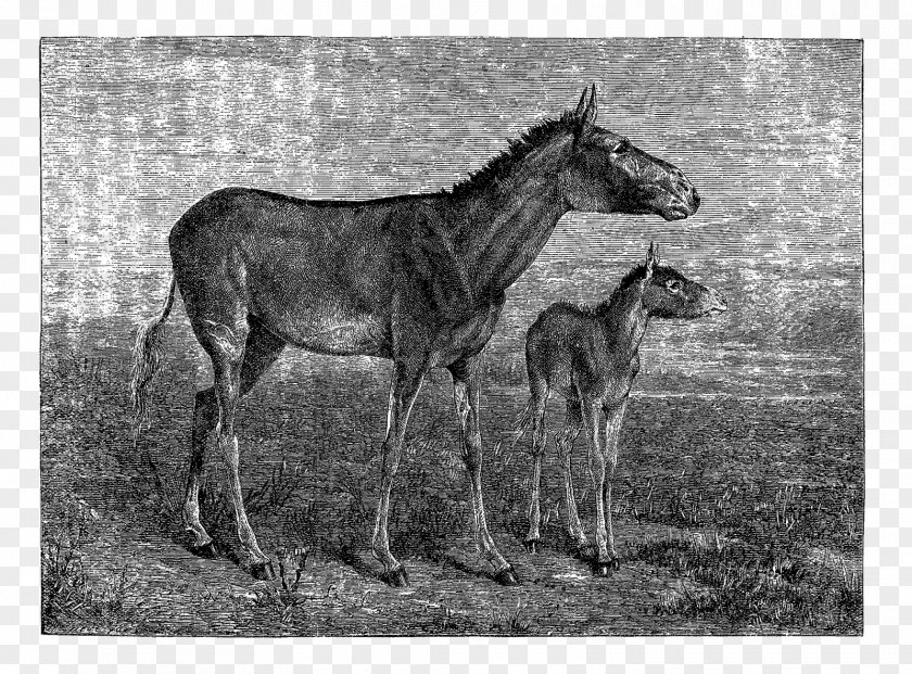 Donkey Mare Mule Foal Mustang Stallion PNG