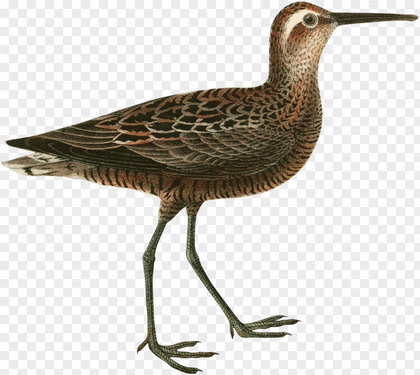 Bird Common Redshank Stints Beak Rail PNG