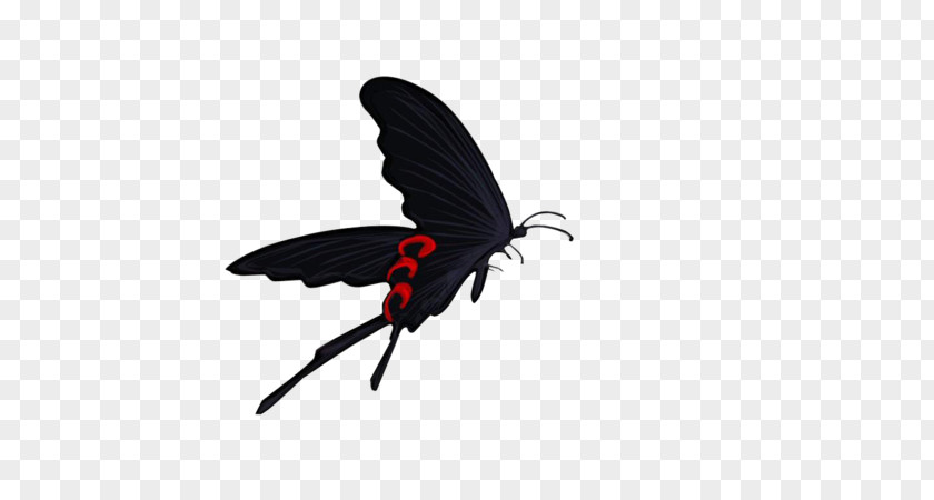 Black Butterfly High-definition Television Computer 1080p Wallpaper PNG