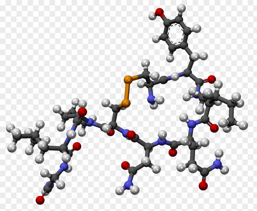 Fille Oxytocin Hormone Pituitary Gland Hypothalamus Molecule PNG