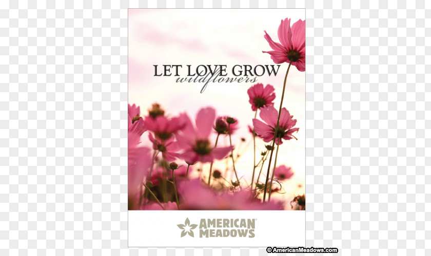 Let Love Grow Stock Photography Flower Cosmos Seed PNG