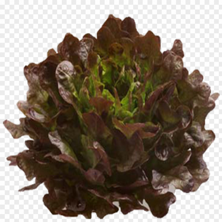 Lettuce Leaves Mesclun Salad Vegetable Leaf Food PNG