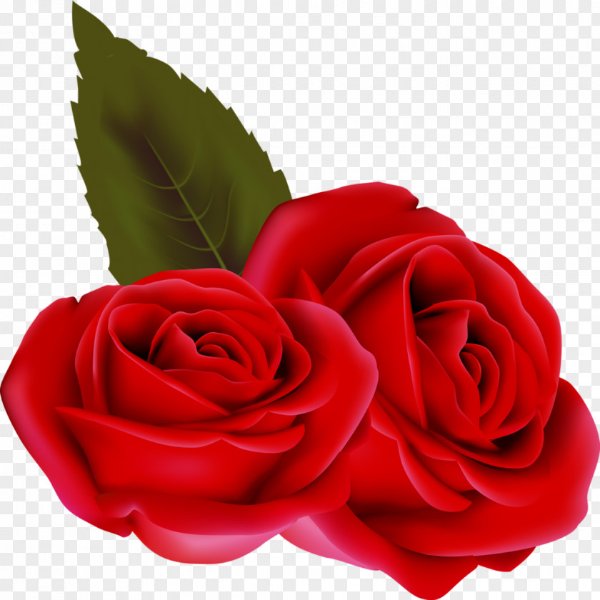 Red Rose Valentine's Day Beach Clip Art PNG