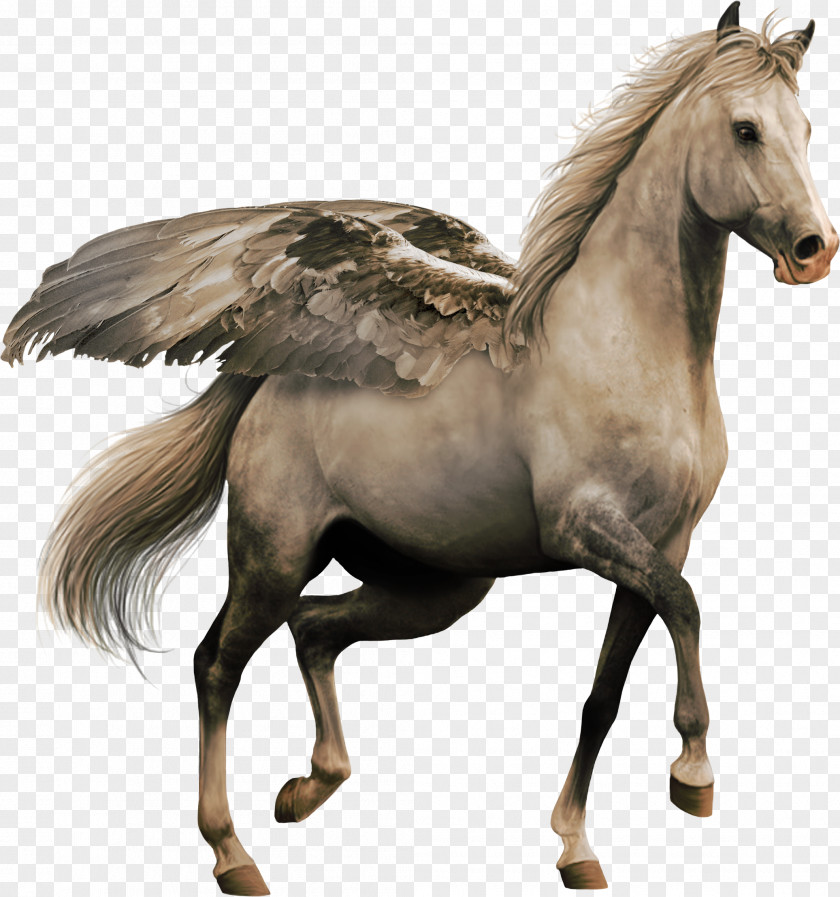 Akhal-Teke Clip Art PNG