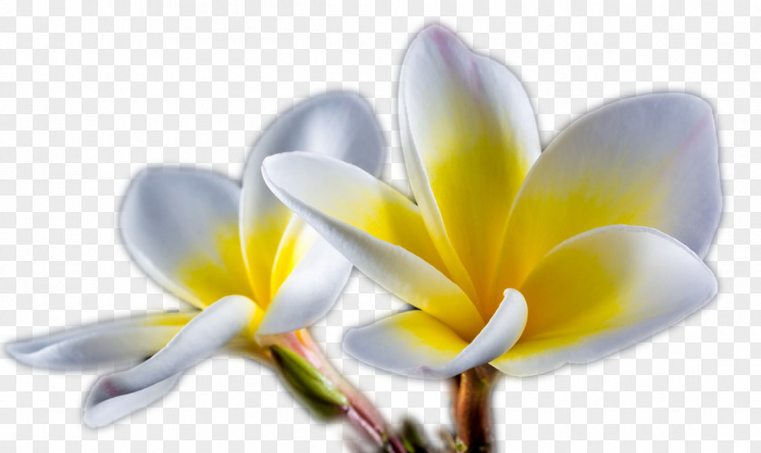 Hortensia Flower Desktop Wallpaper Image Resolution PNG
