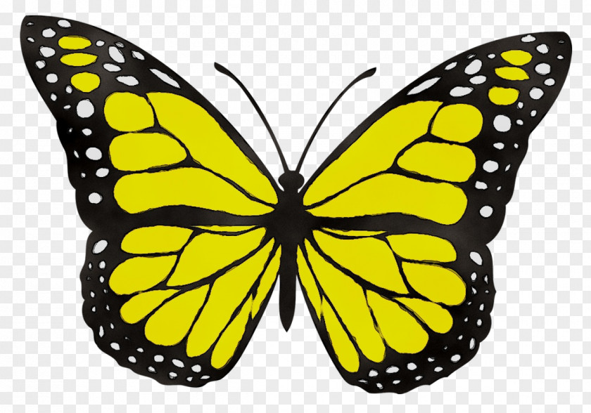 Monarch Butterfly Clip Art Drawing Image PNG