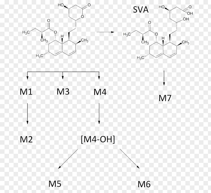 PathWAY Simvastatin Human Metabolic Pathways Metabolism Chemical Compound Metabolite PNG