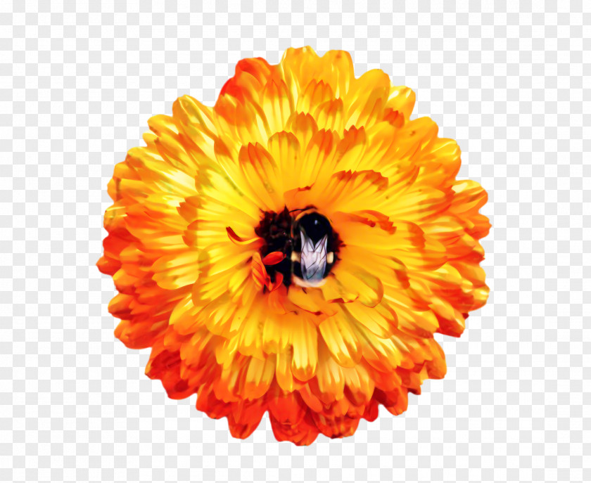 Pollen Calendula Flowers Background PNG