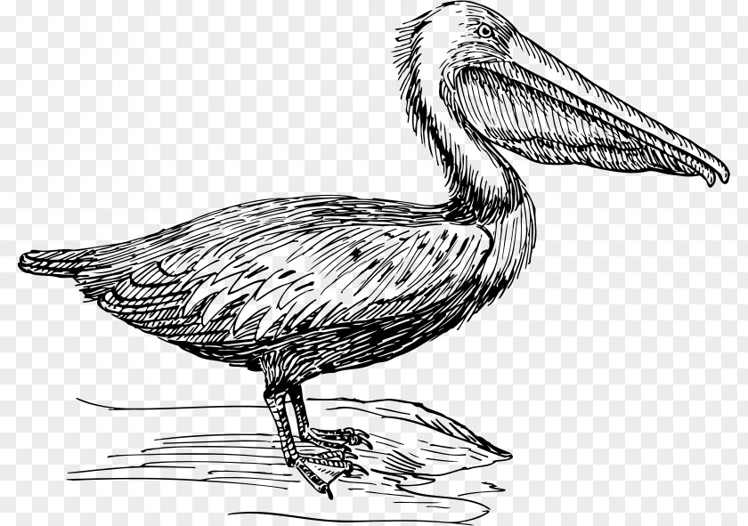 Bird Beak Brown Pelican Clip Art PNG