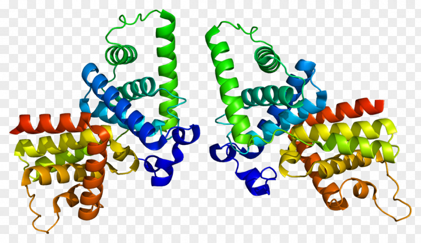 Cyclin T2 D1 D3 Protein PNG