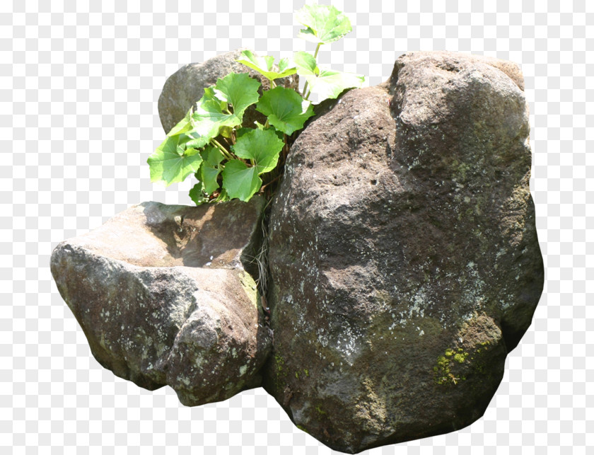 Moss Plant Rock Background PNG