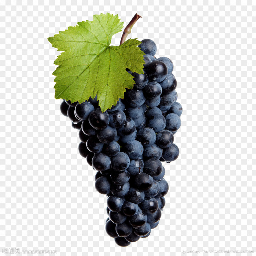 Black Grapes Common Grape Vine Wine Isabella Stock Photography PNG