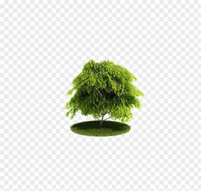 Green Tree Cinema 4D Wavefront .obj File 3D Computer Graphics Texture Mapping PNG
