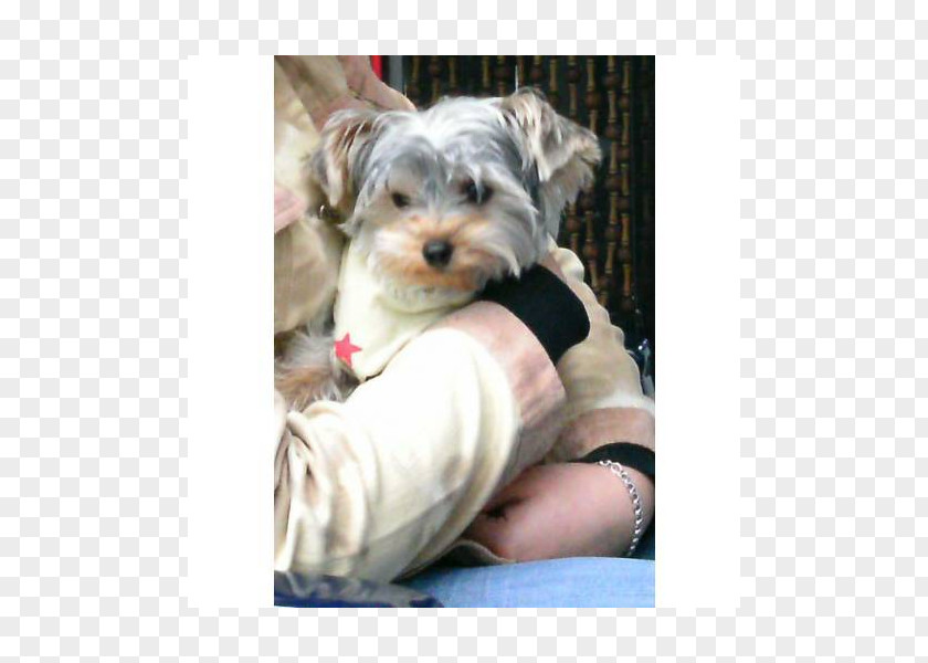 Puppy Morkie Yorkshire Terrier Schnoodle Havanese Dog PNG