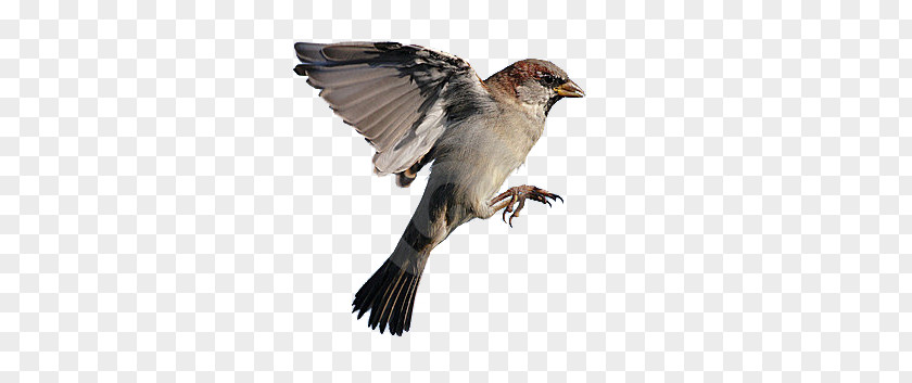 Sparrow House Bird Flight Eurasian Tree PNG