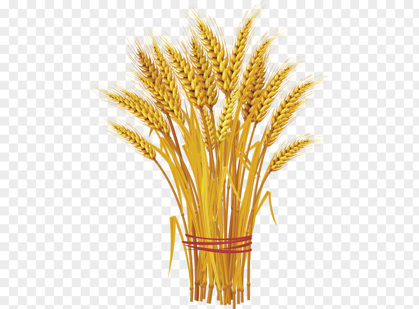 Wheat Vector Graphics Clip Art Ear Cereal PNG