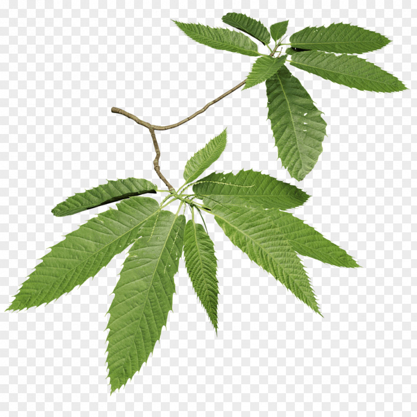 Chestnut Tree Sweet Leaf Quercus Frainetto Twig PNG