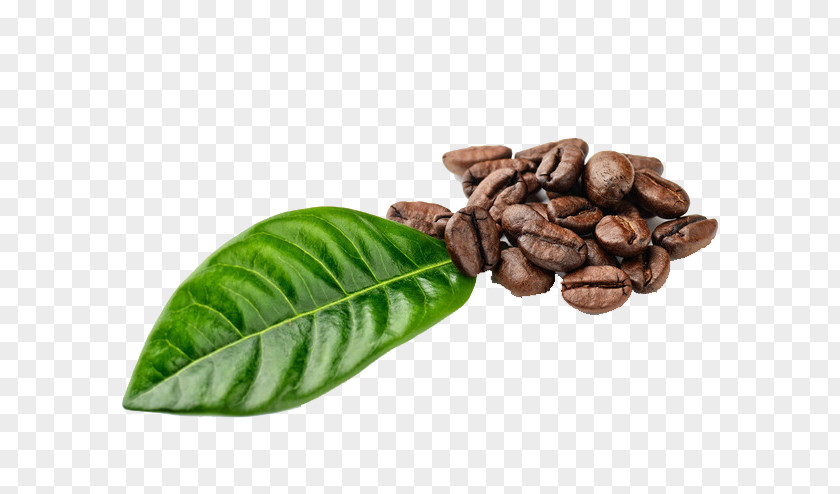 Coffee Beans Instant Espresso Ipoh White Bean PNG