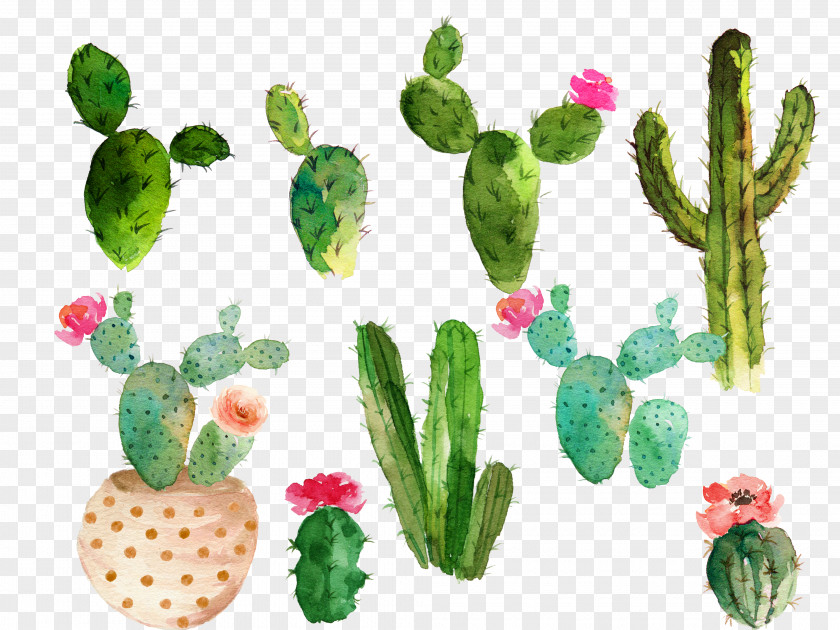 Drawing Cactus Flowering Collection Cactaceae Watercolor Painting PNG