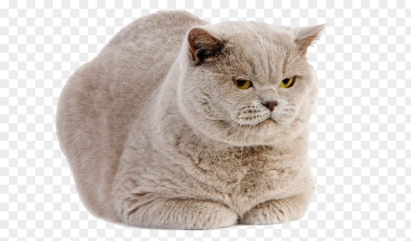 Fat Cat Ferocious British Shorthair Scottish Fold American Kitten PNG