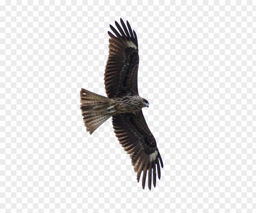 FLying Eagle Bird Of Prey Hawk PNG