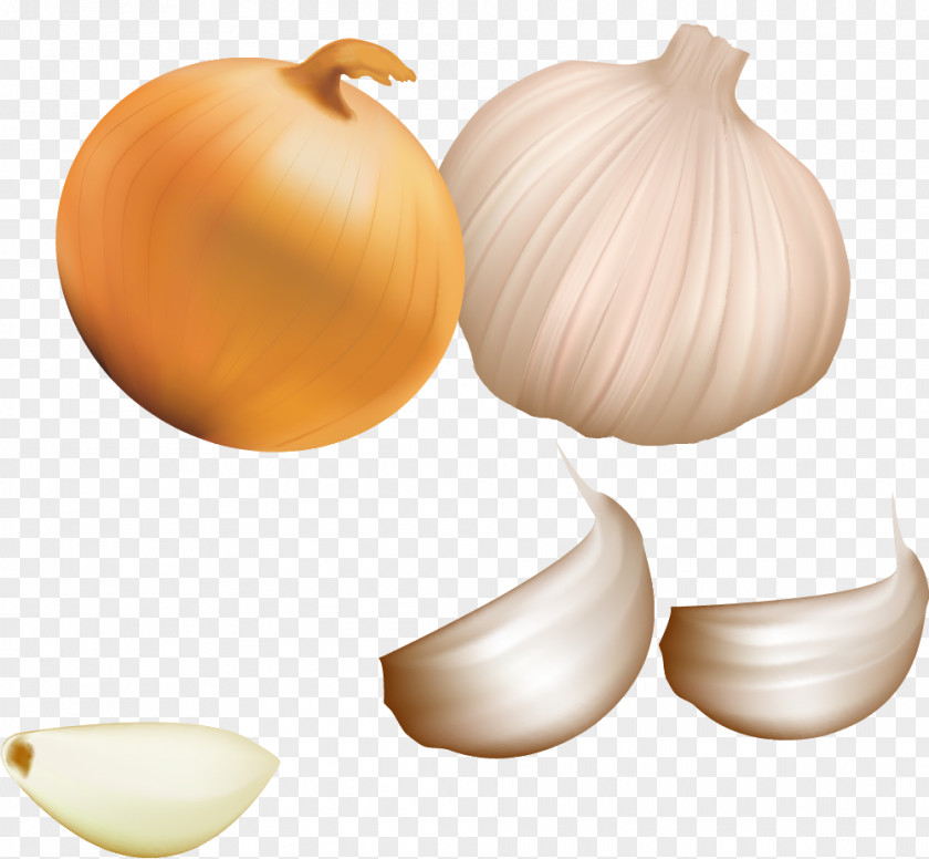 Garlic Vector Pictures Icon PNG