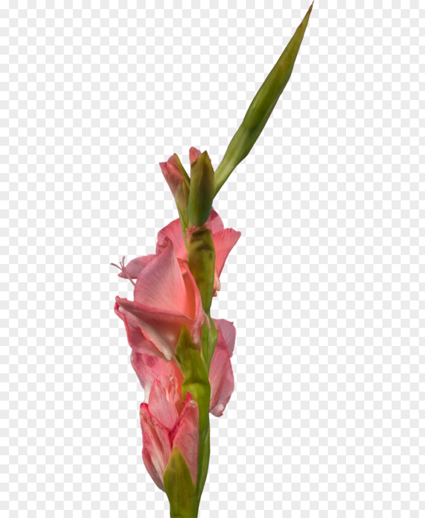 Gladiolus Cut Flowers Plant Stem Clip Art PNG