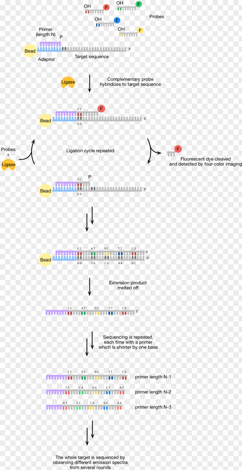 Human Genome Project Sequencing By Ligation DNA ABI Solid Massive Parallel PNG
