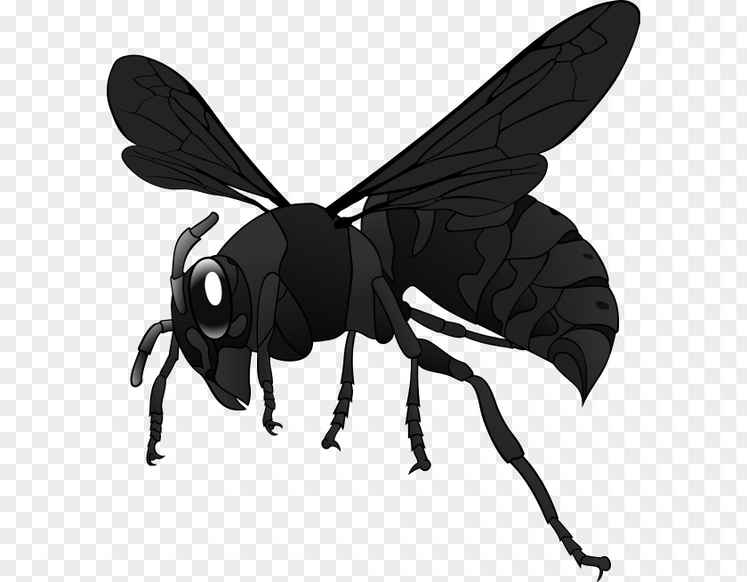 Bee Clip Art Wasp European Hornet Vespa Simillima PNG