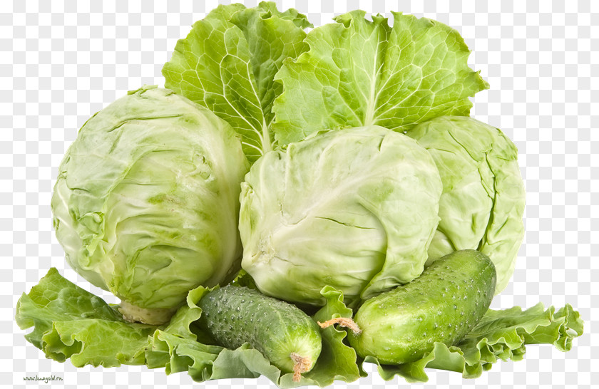 Cabbage Vegetarian Cuisine Coleslaw Red Napa PNG