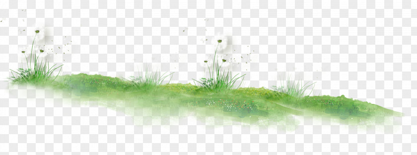 Dandelion On The Lawn Grasses Plant Stem Green Pattern PNG