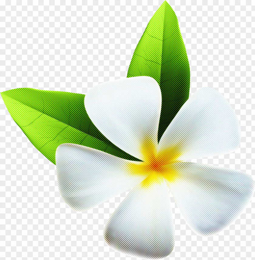 Flower Petal Frangipani White Plant PNG