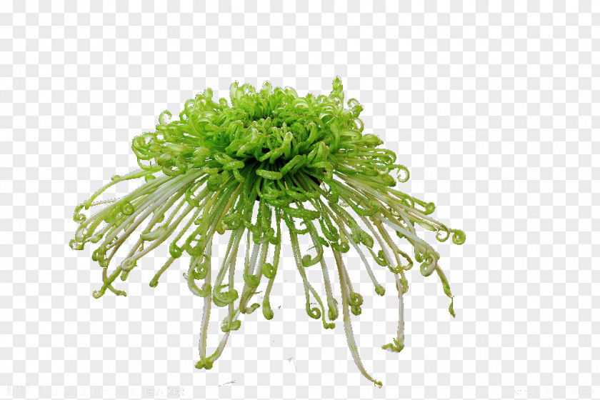 Green Chrysanthemum Download PNG