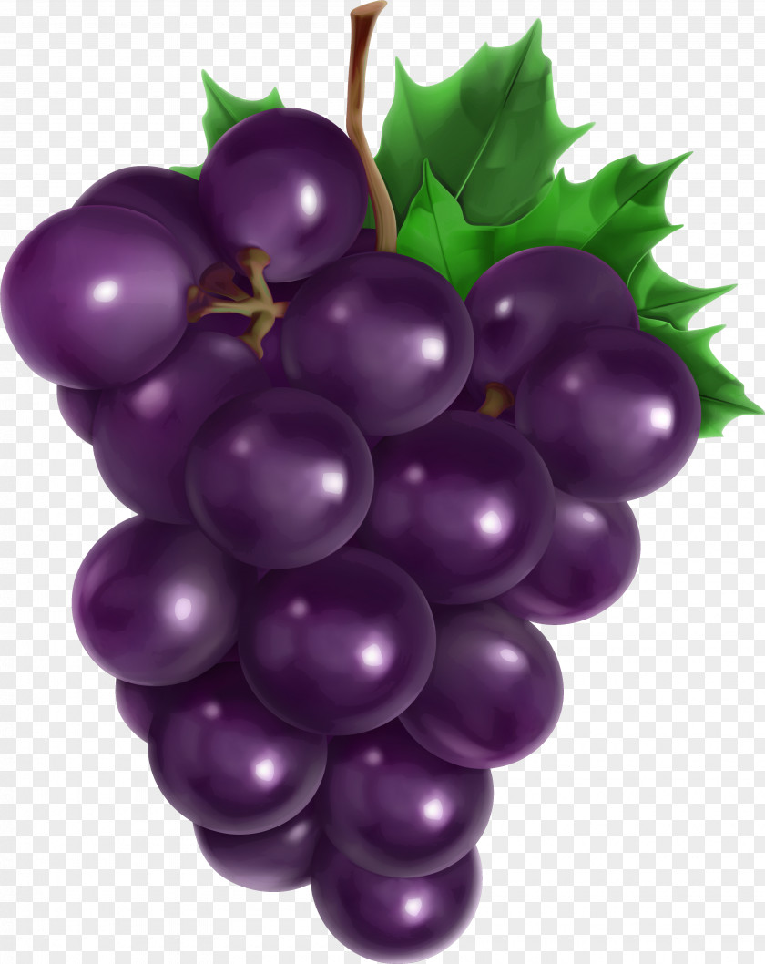 Summer Leaf Cartoon Grape Vector Graphics Clip Art Illustration Royalty-free PNG