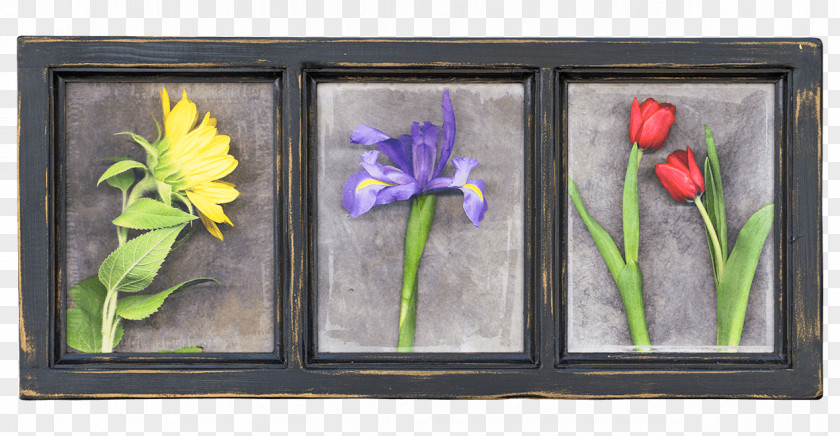 Tulip Floral Design Still Life Cut Flowers Picture Frames PNG