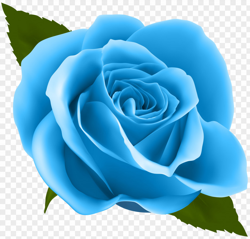 Blue Rose Clip Art Image Pink Flower PNG