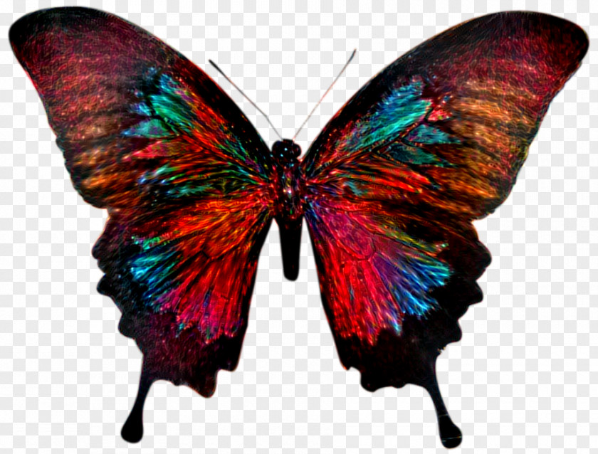 Butterfly Swallowtail Papilio Ulysses Blumei Palinurus PNG