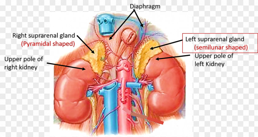 Adrenal Gland Cartoon Kidney Suprarenal Veins Renal Artery PNG